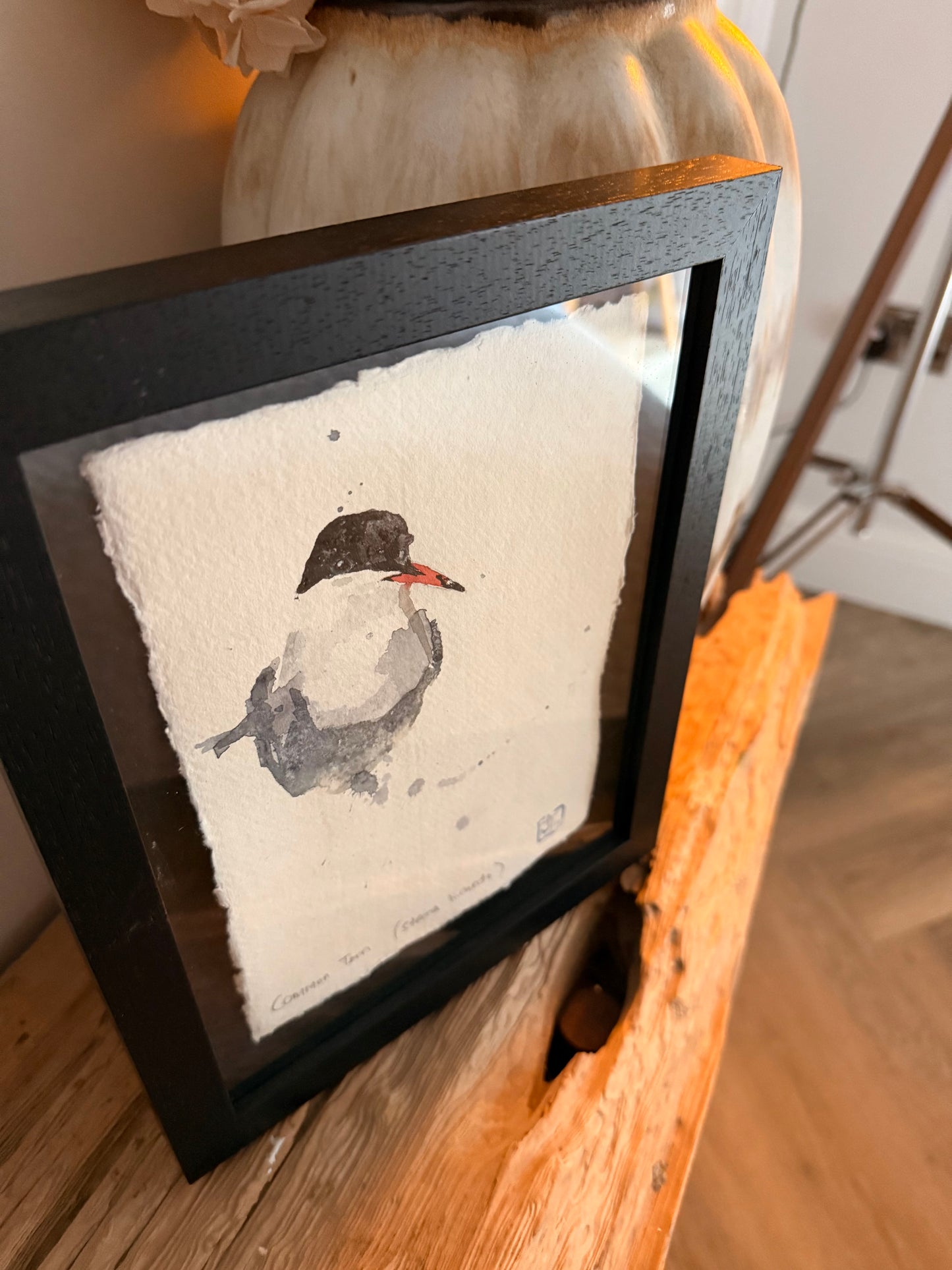 Common Tern (Sterna hirundo)