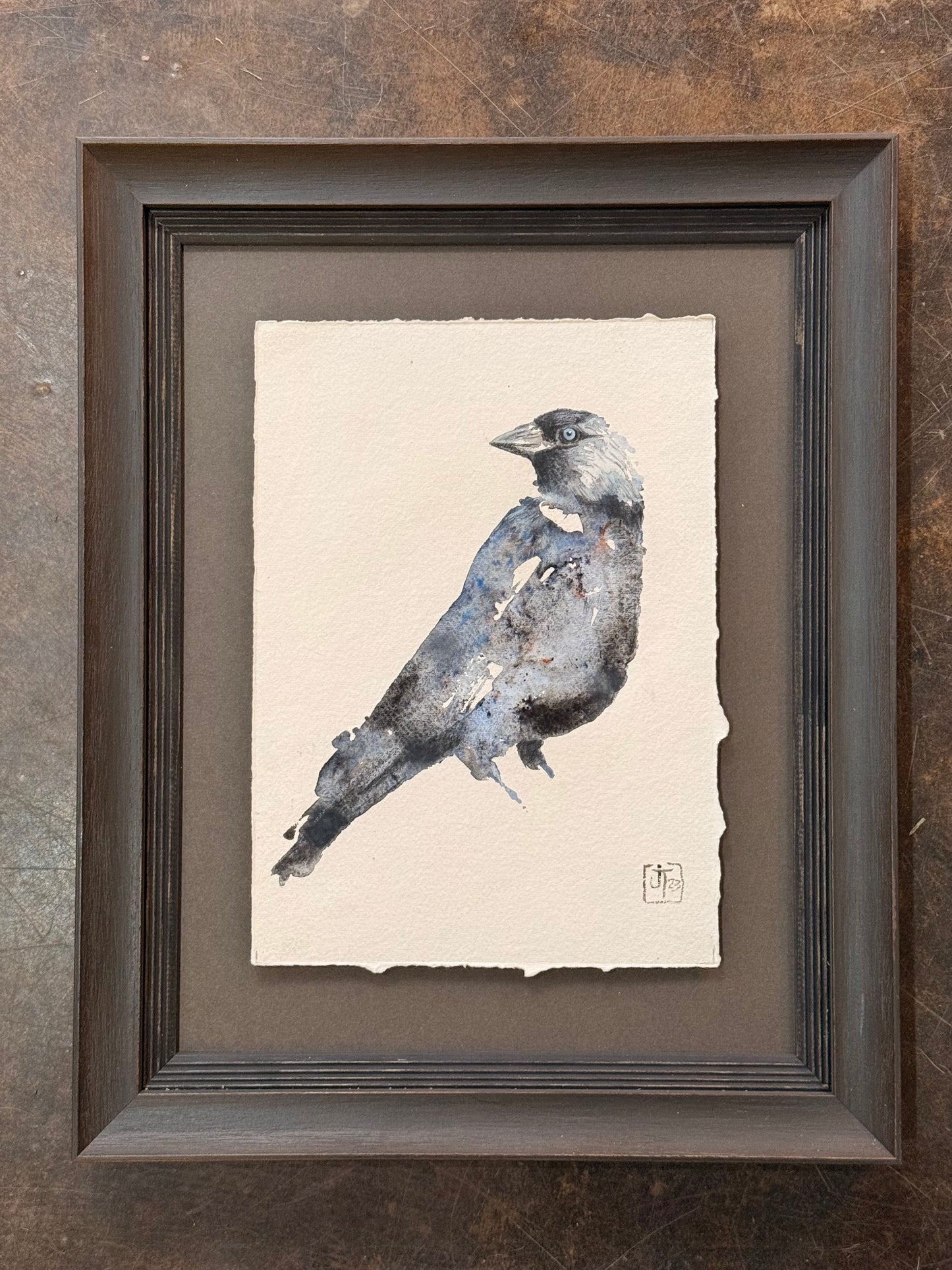 Jackdaw