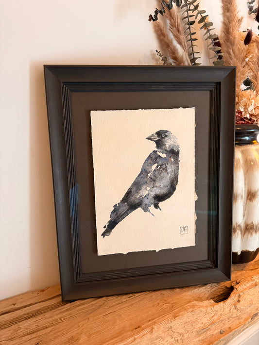 Jackdaw