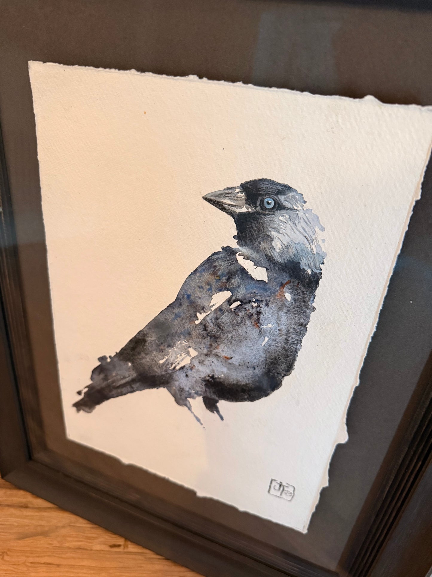 Jackdaw