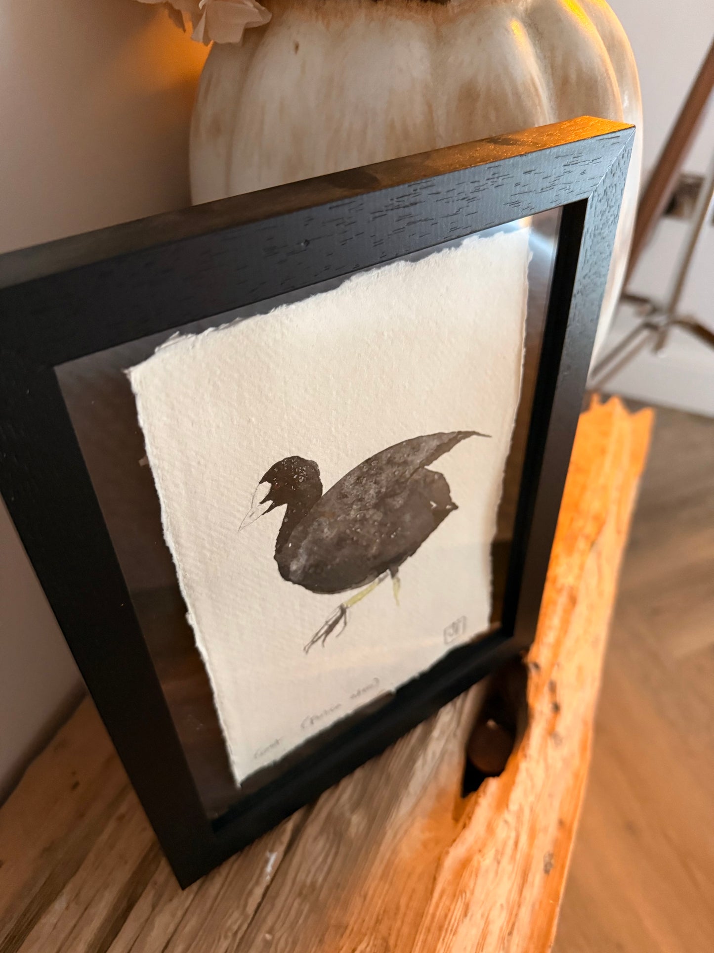 Coot (Fulica atra)
