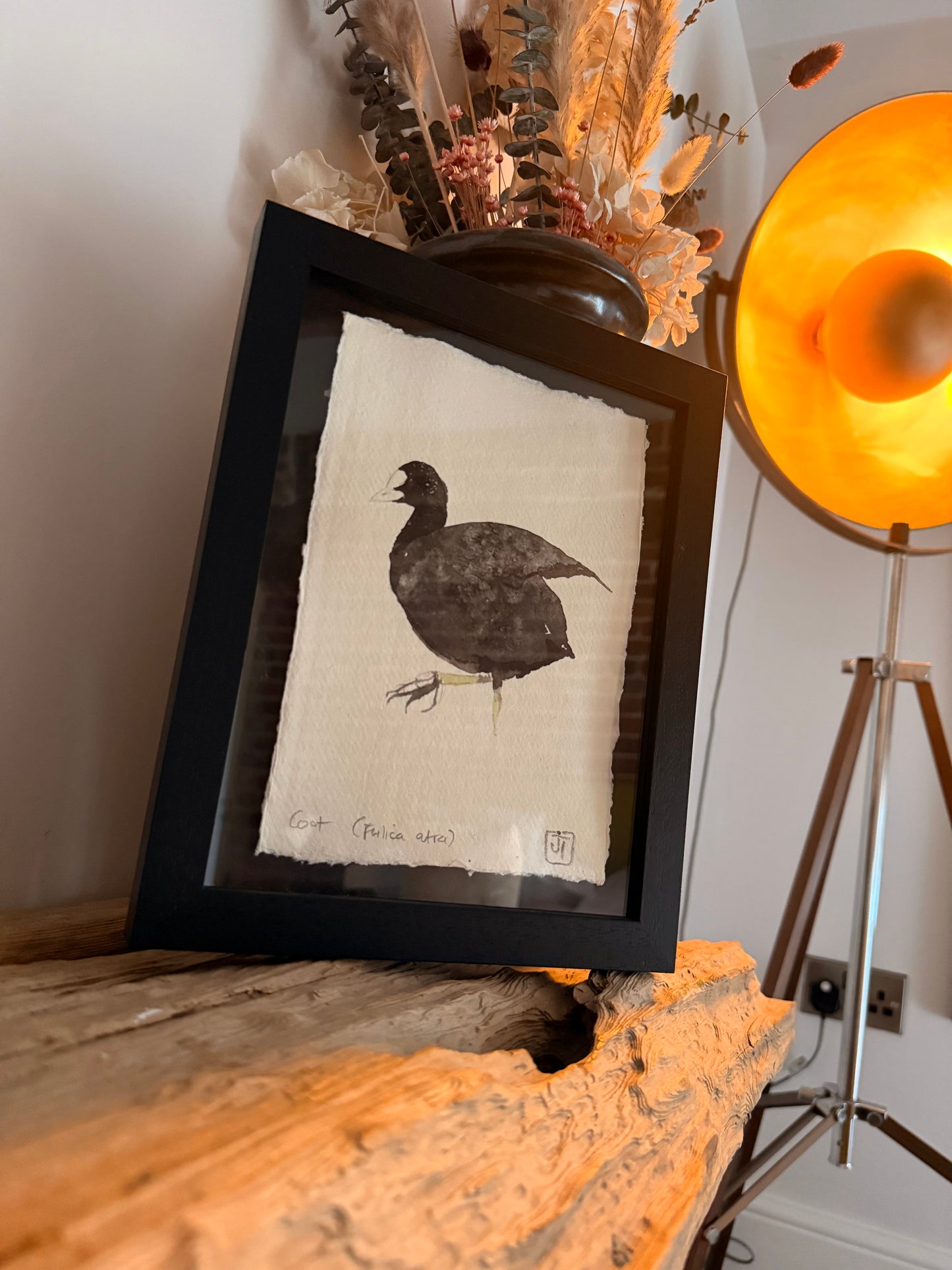 Coot (Fulica atra)